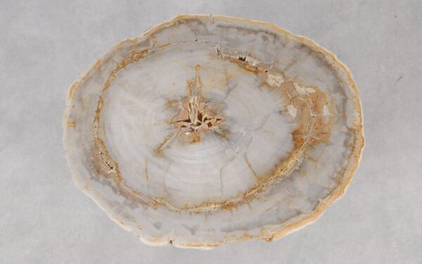 Coffee table petrified wood 55186