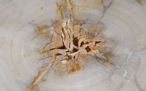 Coffee table petrified wood 55186