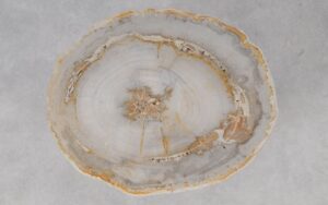 Coffee table petrified wood 55187