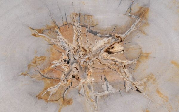 Coffee table petrified wood 55187