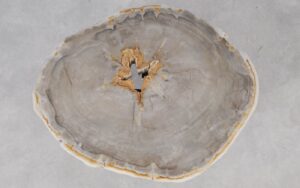 Coffee table petrified wood 55188