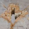 Coffee table petrified wood 55188