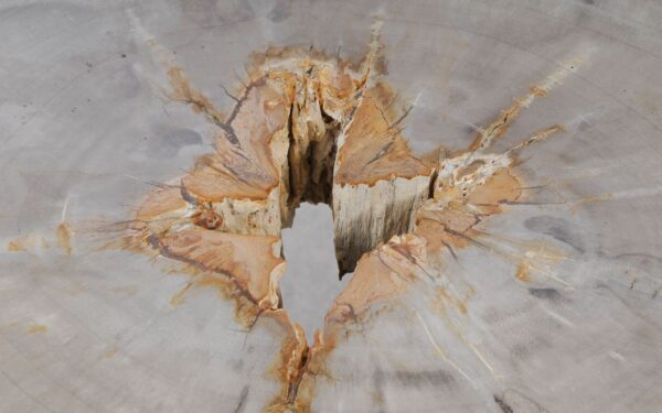 Coffee table petrified wood 55188