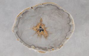 Coffee table petrified wood 55190