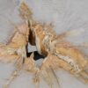 Coffee table petrified wood 55190