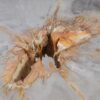 Coffee table petrified wood 55191