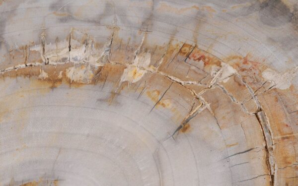 Coffee table petrified wood 55192