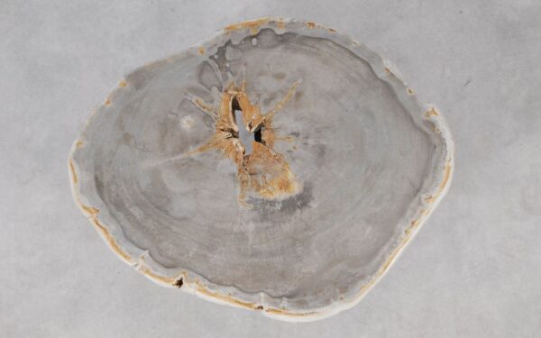 Coffee table petrified wood 55196