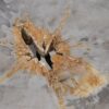 Coffee table petrified wood 55196