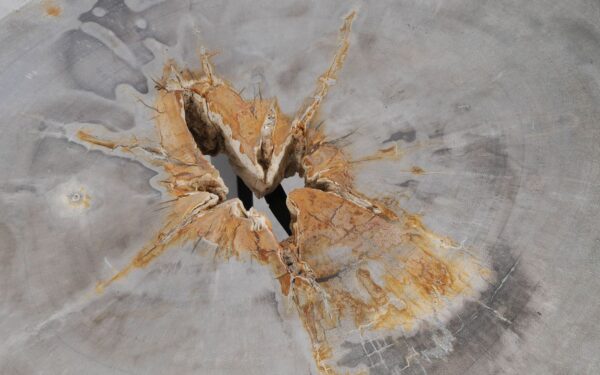 Coffee table petrified wood 55196