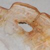 Coffee table petrified wood 55207