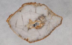 Coffee table petrified wood 55209