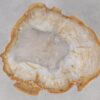 Coffee table petrified wood 55212