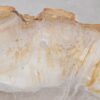 Coffee table petrified wood 55212