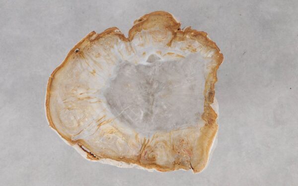 Coffee table petrified wood 55213