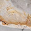 Coffee table petrified wood 55213