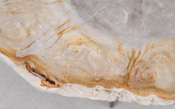 Coffee table petrified wood 55213