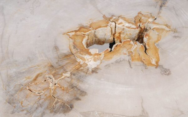 Coffee table petrified wood 55215