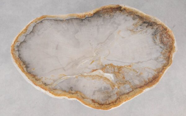 Coffee table petrified wood 55216