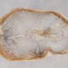 Coffee table petrified wood 55218