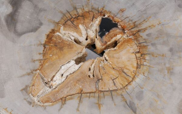 Coffee table petrified wood 55219