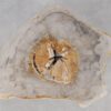 Coffee table petrified wood 55221