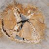 Coffee table petrified wood 55221