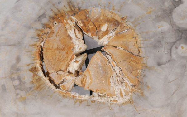 Coffee table petrified wood 55221