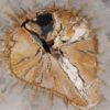 Coffee table petrified wood 55222