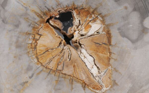 Coffee table petrified wood 55222