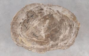 Coffee table petrified wood 55226