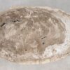 Coffee table petrified wood 55229