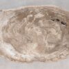 Coffee table petrified wood 55231