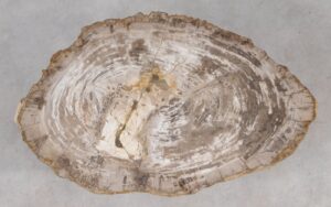 Coffee table petrified wood 55234