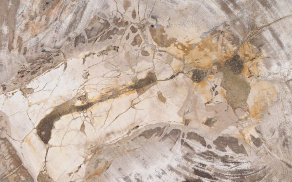 Coffee table petrified wood 55234