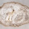Coffee table petrified wood 55235