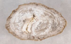 Coffee table petrified wood 55235