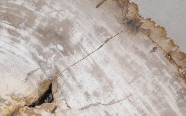 Coffee table petrified wood 55235