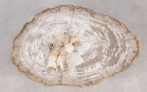 Coffee table petrified wood 55236