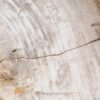 Coffee table petrified wood 55236