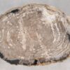 Coffee table petrified wood 55238