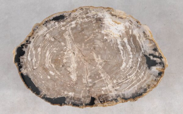 Coffee table petrified wood 55238