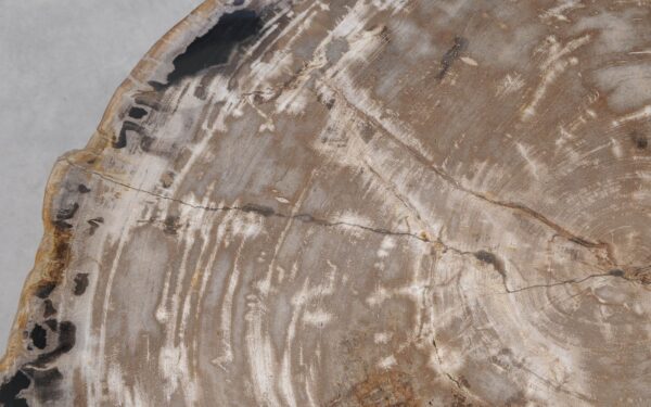 Coffee table petrified wood 55238