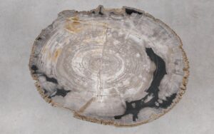 Coffee table petrified wood 55239