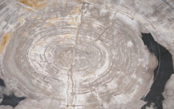 Coffee table petrified wood 55239