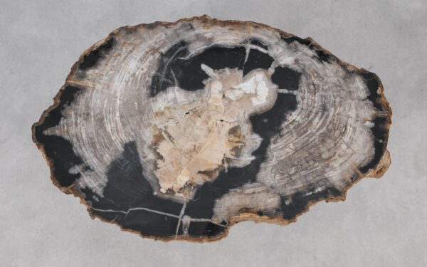 Coffee table petrified wood 55240