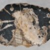 Coffee table petrified wood 55241
