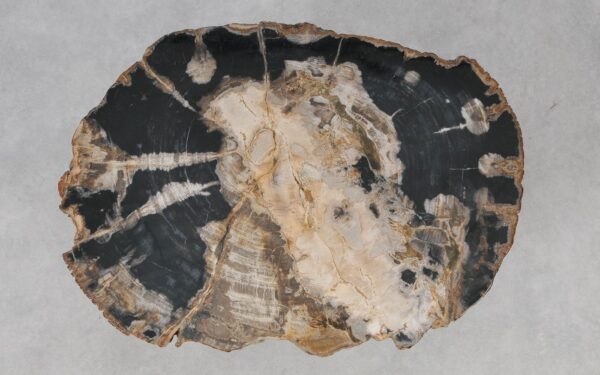 Coffee table petrified wood 55241