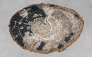 Coffee table petrified wood 55242