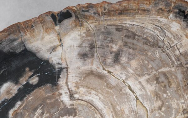 Coffee table petrified wood 55242